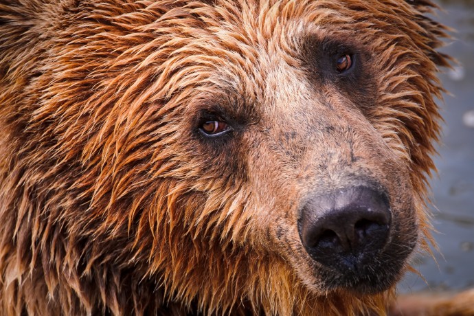 Bears Tambako from Flickr 01 mwn21l